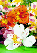 Fleurs &eacute;clatantes sous un ciel vibrant